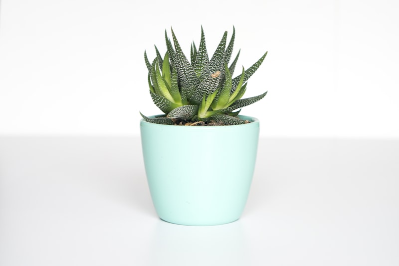 Desk plant